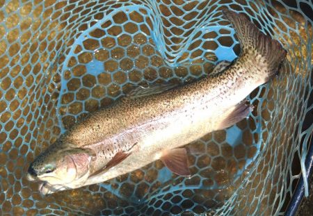 ミノーイングを楽しむ ～フィッシングパーク高島の泉～